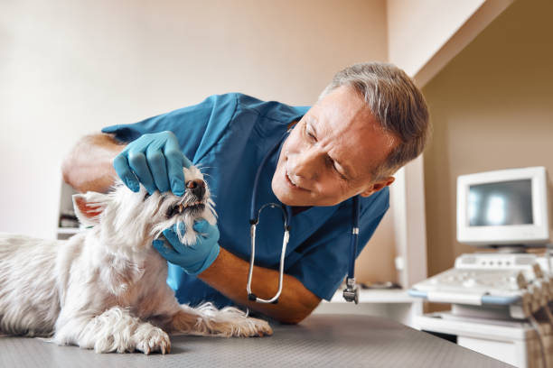 Best Emergency Dental Care for Broken or Chipped Teeth in Big Lake, TX